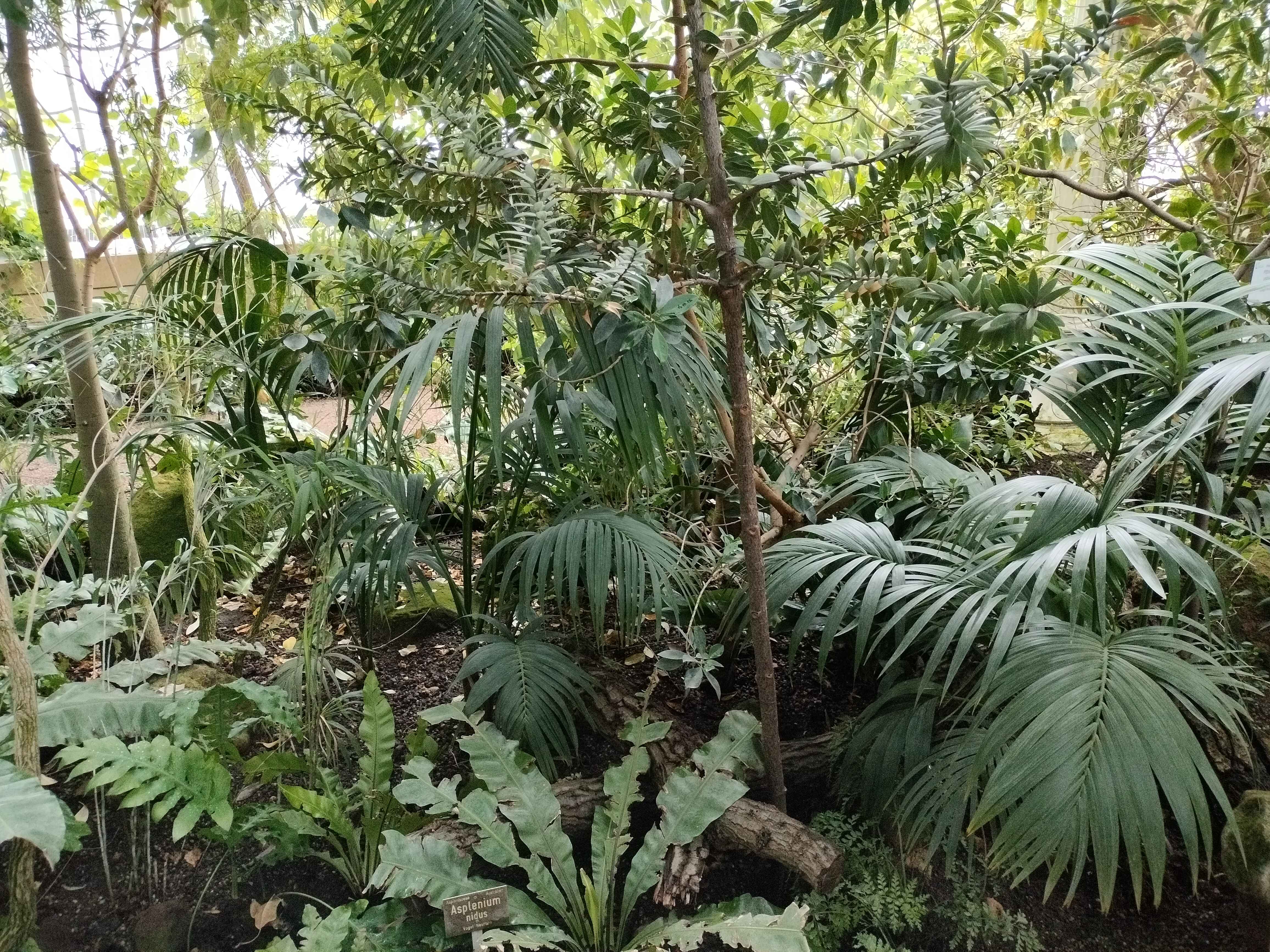 Palm Bushes